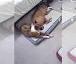 Small #4 Boxer