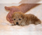Small #6 Poodle (Toy)