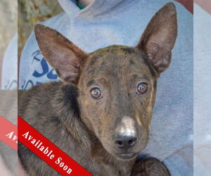 Australian Kelpie-Rat Terrier Mix Dogs for adoption in Huntley, IL, USA