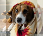 Small #6 Beagle