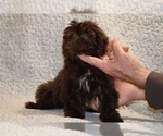 Small #7 Shih Tzu