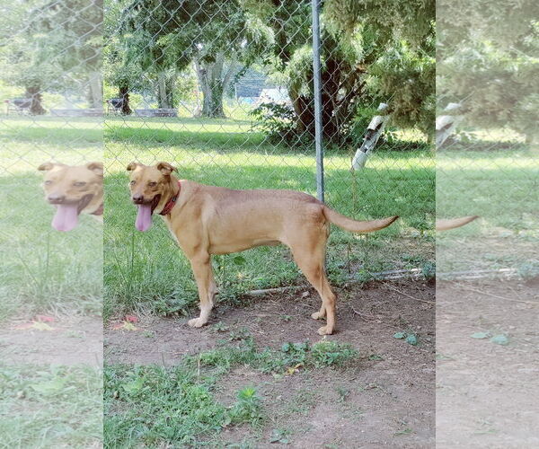 Medium Photo #10 Labrador Retriever-Red Heeler Mix Puppy For Sale in Stover, MO, USA