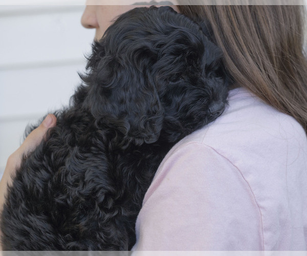 Medium Photo #4 Cavapoo (Miniature)-Goldendoodle Mix Puppy For Sale in SAINT MARYS, KS, USA