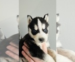 Puppy Arrow Siberian Husky
