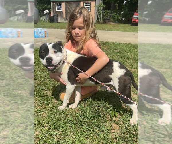 Medium Photo #2 American Staffordshire Terrier-Unknown Mix Puppy For Sale in Rockaway, NJ, USA