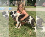Small #1 American Staffordshire Terrier Mix