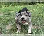 Small #5 Cane Corso-Daniff Mix