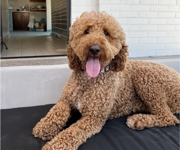 Medium Photo #1 Goldendoodle Puppy For Sale in OAKLAND, CA, USA
