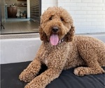 Small Photo #1 Goldendoodle Puppy For Sale in OAKLAND, CA, USA