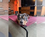 Small #10 American Bulldog Mix