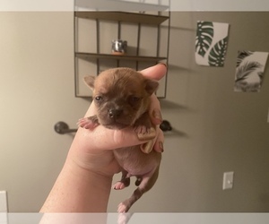 Chihuahua Puppy for sale in SPRINGFIELD, MO, USA