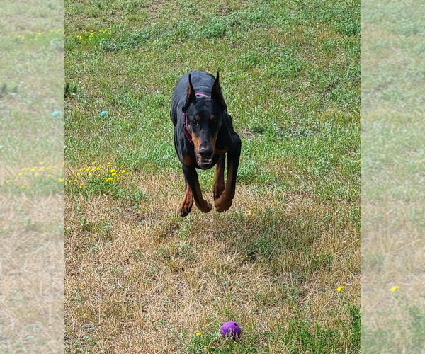 Medium Photo #7 Doberman Pinscher Puppy For Sale in Minneaoplis, MN, USA