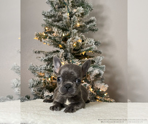 French Bulldog Puppy for sale in HOUSTON, TX, USA