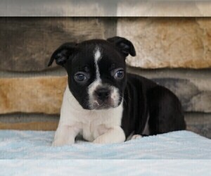 Boston Terrier Puppy for sale in FREDERICKSBG, OH, USA
