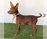 Small #2 Australian Kelpie-Chihuahua Mix
