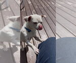 Small #6 Chihuahua Mix