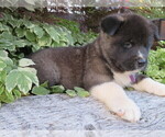 Small Photo #2 Akita Puppy For Sale in MOUNT SOLON, VA, USA