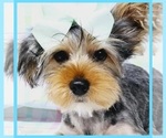 Felipe - Male Yorkshire Terrier Puppy for Sale - Small photo