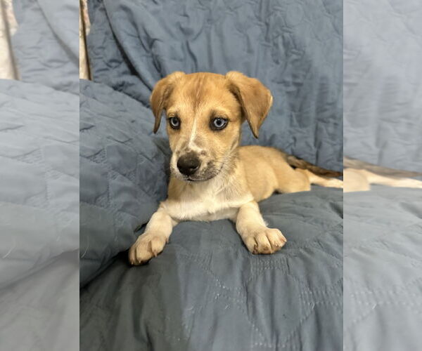 Medium Photo #2 Mutt Puppy For Sale in Ball Ground, GA, USA