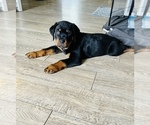 Small Photo #1 Rottweiler Puppy For Sale in ELIZABETH CITY, NC, USA