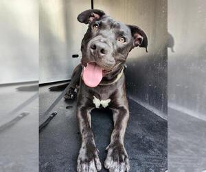 Staffordshire Bull Terrier-Unknown Mix Dogs for adoption in San Antonio, TX, USA
