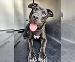 Small Staffordshire Bull Terrier Mix