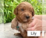 Puppy Lily Goldendoodle