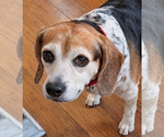 Theresa - Female Beagle Dog for Adoption - Small photo
