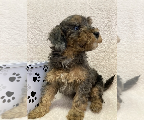 Medium Photo #2 Poodle (Miniature) Puppy For Sale in APPLE CREEK, OH, USA