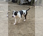 Puppy Loki American Pit Bull Terrier