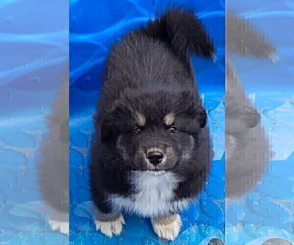 Medium Photo #3 Pomsky Puppy For Sale in E WATERTOWN, MA, USA