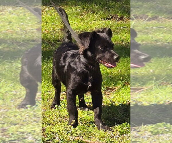 Medium Photo #3 Dachshund-Unknown Mix Puppy For Sale in Wetumpka, AL, USA