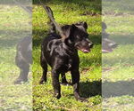 Small #2 Dachshund Mix