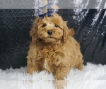 Puppy Enee F1B Maltipoo