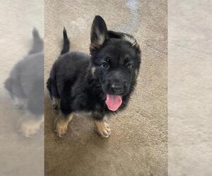 German Shepherd Dog Dogs for adoption in San Antonio, TX, USA