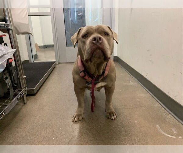 Medium Photo #1 Mutt Puppy For Sale in Berkeley , CA, USA