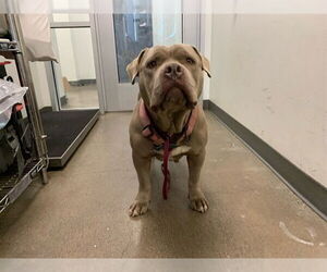 Mutt Dogs for adoption in Berkeley , CA, USA