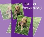 Small Photo #14 Goldendoodle Puppy For Sale in LEBANON, TN, USA