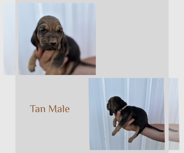 Medium Photo #3 Bloodhound Puppy For Sale in SONORA, KY, USA