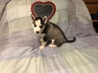 Small Photo #3 Siberian Husky Puppy For Sale in MOORE, SC, USA
