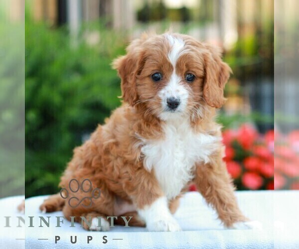 Medium Photo #1 Cavapoo (Miniature) Puppy For Sale in LITITZ, PA, USA
