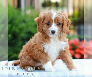 Cavapoo (Miniature) Puppy for sale in LITITZ, PA, USA