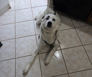 Anatolian Mastiff-Mutt Mix Dogs for adoption in BUMPASS, VA, USA