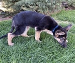 Small Photo #2 German Shepherd Dog Puppy For Sale in OREM, UT, USA