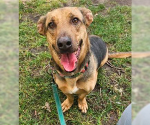 Basset Hound-Unknown Mix Dogs for adoption in Brooklyn Center, MN, USA