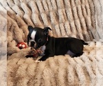 Small Photo #4 Boston Terrier Puppy For Sale in STRASBURG, OH, USA