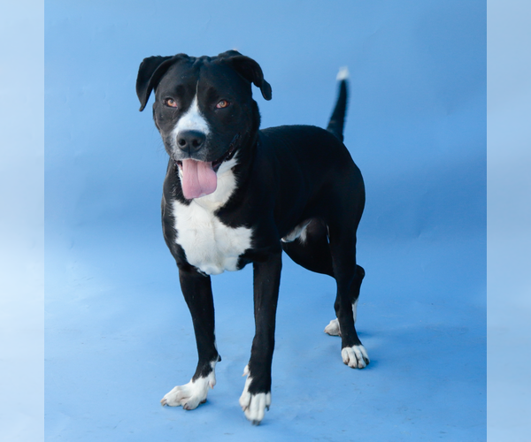 Medium Photo #2 Retriever -Unknown Mix Puppy For Sale in Pasadena, CA, USA