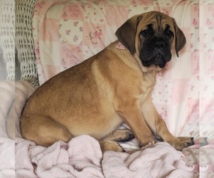 Cane Corso Puppy for Sale in MINERAL WELLS, West Virginia USA
