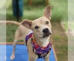 Small #1 American Staffordshire Terrier