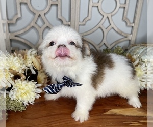 Shih Tzu Puppy for sale in MORRIS CHAPEL, TN, USA